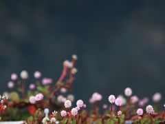 -靖西鹅泉风景区