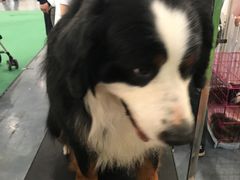 -东浩兰生上海世博展览馆