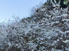 -广州市流溪河国家森林公园