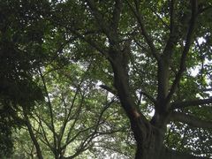 -成都市活水公园