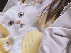 -北京观赏动物医院·24小时大型综合·猫专科·异宠专科