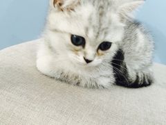 -喵的天空名猫咖啡馆·撸猫·猫舍·用品