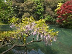 -杭州植物园