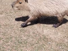 -鄂尔多斯野生动物园