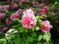 -洛阳市隋唐城遗址植物园