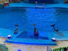 -海合安成都极地海洋公园