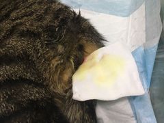 -纳吉亚猫专科动物医院博雅分院