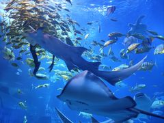 -太平洋海底世界