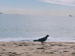 -海云台海滩