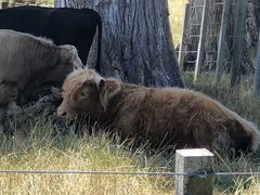 -怀托摩萤火虫洞