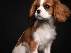 -萌宠之家·腊肠犬·马尔泰·小体犬舍