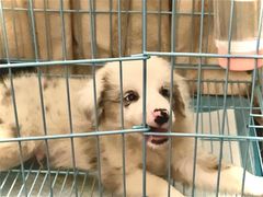 -翊宠yipet猫狗购宠庄园犬舍•猫舍