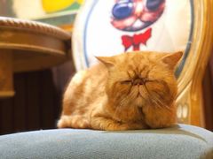 -more than meow吴止猫主题餐厅(承德 中船汇店)