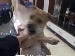 -拌面小当家
