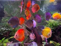 -上海海洋水族馆