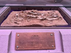 -陕西自然博物馆