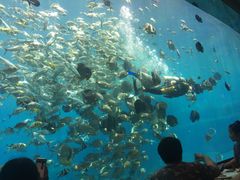 -瑞德姆美人鱼海底演艺主题餐厅(亚龙湾店)
