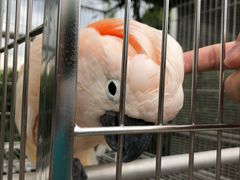 -观澜山水田园