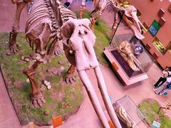 -陕西自然博物馆