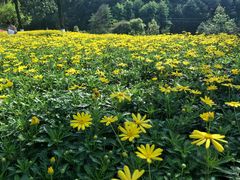 -铁山坪森林公园