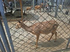 -长白岛森林公园