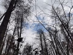 -上海共青森林公园