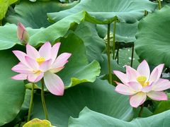 -荔湾湖公园