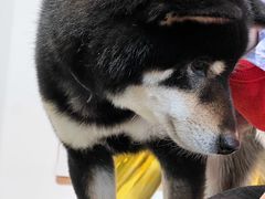 -柴务处·柴犬主题狗咖