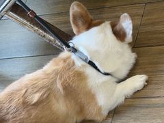 -爱侣·安琦尔宠物医院·中兽医针灸·心内科·狂犬免疫点(宝山区院)