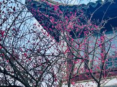 -八大山人梅湖景区