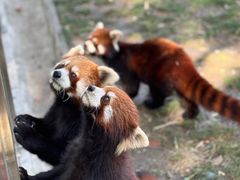 -苏州太湖西山岛开心农场