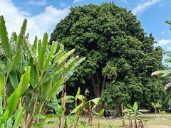 -中国科学院西双版纳热带植物园