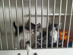 -东方名猫馆·英短金渐层布偶猫舍(环线广场1号楼店)