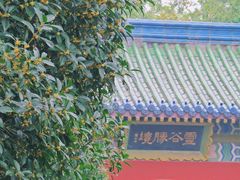 -灵谷景区