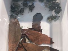 -灵龟之家百象馆(百象馆联合旗舰店)