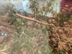 -上海昆虫博物馆