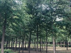 -古塔公园