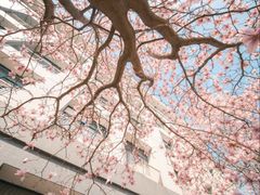 -东南大学(九龙湖校区)