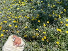 -墨尔本皇家植物园