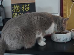 -我爱猫咪·猫咖·狗咖·安哥拉兔·羊驼咖(小寨华旗店)