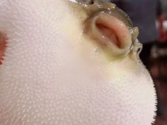 -肆月河豚·新淮扬(金融街店)