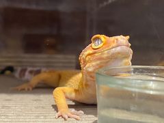 -酷以爬仙阁实体爬宠店·守宫·蜥蜴·专业繁育