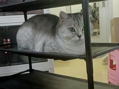 -瑞派福兴宠物医院犬猫全科·骨科·中西医结合(河东店)