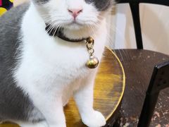 -李小姐の猫咖啡馆(五角场店)