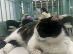 -安格丽娜·狗咖·猫咖羊驼咖(春熙路百盛商场店)