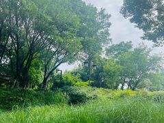 -大渡口区义渡公园