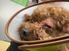 -爱侣宠医·鹦鹉专科·小型哺乳类·异宠专科(灵石路店)