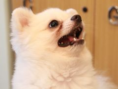 -MOYOYO猫咪咖啡店