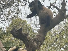 -都江堰中华大熊猫苑