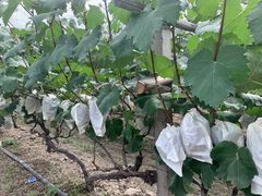 -马陆小张葡萄园农家乐